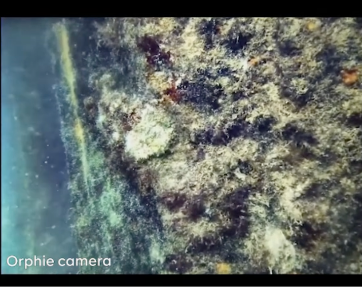 orphie-camera-300-section-1
