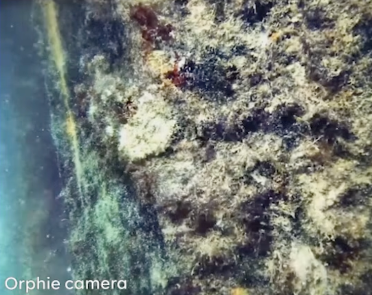 Underwater shot taken by the OrphieCam 3000